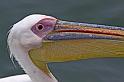 098 Walvis Bay, mola mola dolphin tour